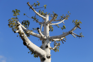 Tree Removal in Roanoke, VA