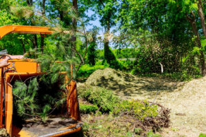 Professional Tree Service in Roanoke, VA